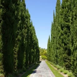 Italian Cypress -Garden-Plants Italian Cypress 1 FGT