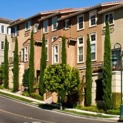 Italian Cypress -Garden-Plants Italian Cypress 3 FGT