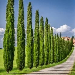 Italian Cypress -Garden-Plants Italian Cypress 6 FGT