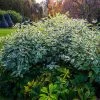 Ivory Halo Dogwood Shrub -Garden-Plants Ivory Halo Dogwood 600x600 bf77bd97 506a 44c6 b313 b15ef448673f