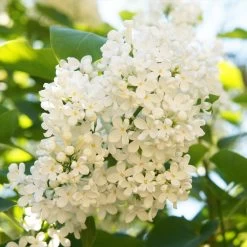 Ivory Silk Japanese Lilac Tree 9 Ivory Silk Japanese Lilac Tree -Garden-Plants Ivory Silk Lilac 4