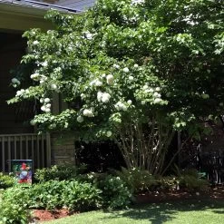 Japanese Snowball Bush -Garden-Plants Japanese VIburnum 1