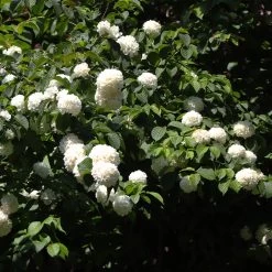Japanese Snowball Bush -Garden-Plants Japanese VIburnum 2 FGT