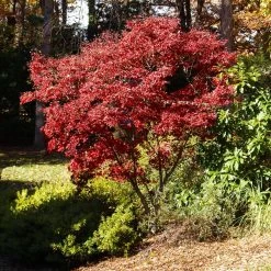 Red Japanese Maple Tree -Garden-Plants Japanese Maple Red 3