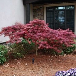 Red Dragon Japanese Maple Tree 11 Red Dragon Japanese Maple Tree -Garden-Plants Japanese Maple Red Dragon 2 FGT