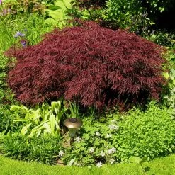 Red Dragon Japanese Maple Tree 9 Red Dragon Japanese Maple Tree -Garden-Plants Japanese Maple Red Dragon 3 FGT