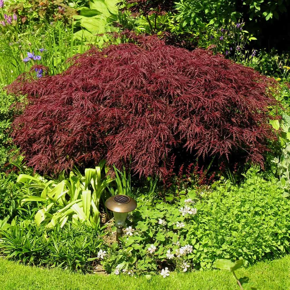 Red Dragon Japanese Maple Tree 5 Red Dragon Japanese Maple Tree - Image 3