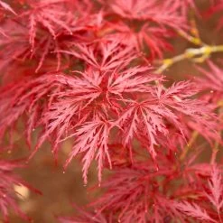 Red Dragon Japanese Maple Tree 10 Red Dragon Japanese Maple Tree -Garden-Plants Japanese Maple Red Dragon 5