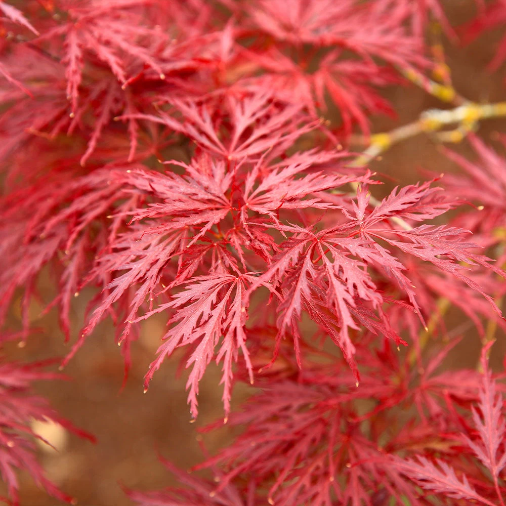 Red Dragon Japanese Maple Tree 6 Red Dragon Japanese Maple Tree - Image 4