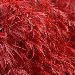 Tamukeyama Japanese Maple Tree 9 Tamukeyama Japanese Maple Tree -Garden-Plants Japanese Maple Tamukayama 5