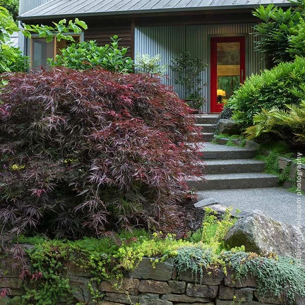 Tamukeyama Japanese Maple Tree 3 Tamukeyama Japanese Maple Tree