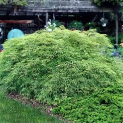 Weeping Japanese Maple 'Viridis' Tree 10 Weeping Japanese Maple 'Viridis' Tree -Garden-Plants Japanese Maple Virdis 3 FGT