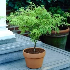Weeping Japanese Maple 'Viridis' Tree 13 Weeping Japanese Maple 'Viridis' Tree -Garden-Plants Japanese Maple Viridis 4