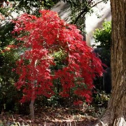 Red Select Japanese Maple Tree -Garden-Plants Japanese Red Select 1