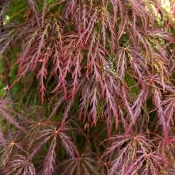 Red Select Japanese Maple Tree -Garden-Plants Japanese Red Select 3