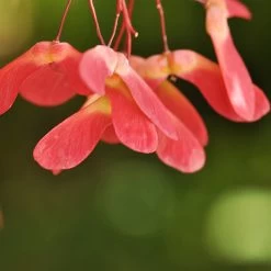 Red Select Japanese Maple Tree -Garden-Plants Japanese Red Select 4