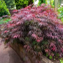 Red Select Japanese Maple Tree -Garden-Plants Japanese Red Select 5