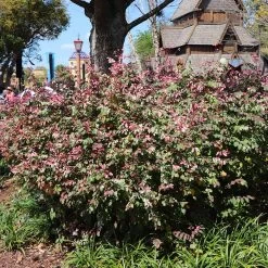 Jazz Hands® Variegated Loropetalum 8 Jazz Hands® Variegated Loropetalum -Garden-Plants Jazz Hands loropetalum 1 FGT