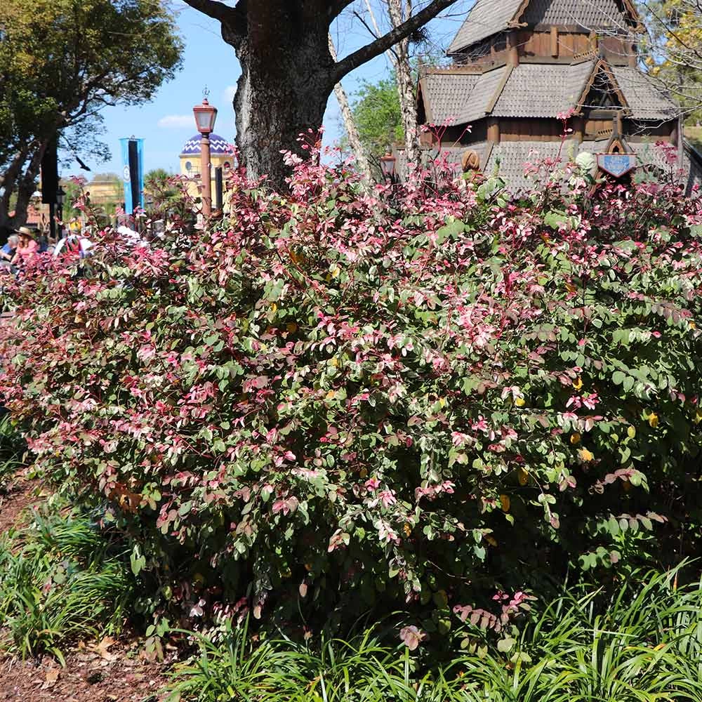 Jazz Hands® Variegated Loropetalum 5 Jazz Hands® Variegated Loropetalum - Image 3