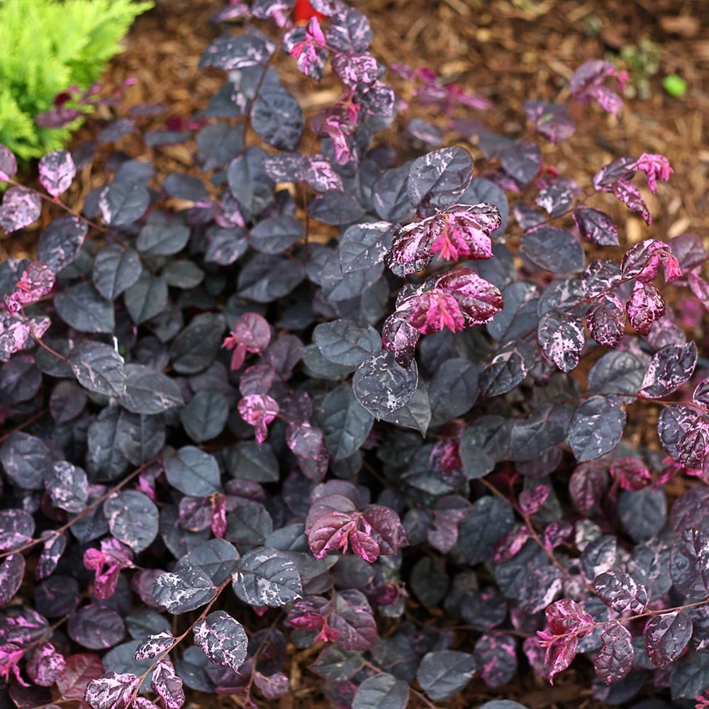 Jazz Hands® Variegated Loropetalum 6 Jazz Hands® Variegated Loropetalum - Image 4
