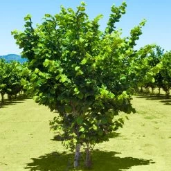 Jefferson Filbert Hazelnut Tree -Garden-Plants Jefferson Filbert Hazelnut 2