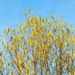 Jefferson Filbert Hazelnut Tree -Garden-Plants Jefferson Filbert Hazelnut 4