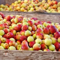 Jonagold Apple Tree -Garden-Plants Jonagold Apple 6