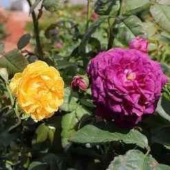 Julia Child And Ebb Tide™ Two-fer® Rose Tree -Garden-Plants Julia CHild and Ebb Tide Rose Tree 1