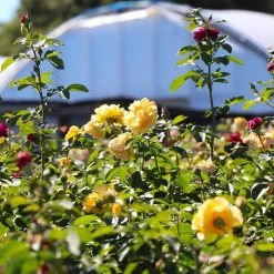 Julia Child And Ebb Tide™ Two-fer® Rose Tree -Garden-Plants Julia CHild and Ebb Tide Rose Tree 4