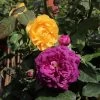 Julia Child And Ebb Tide™ Two-fer® Rose Tree -Garden-Plants Julia CHild and Ebb Tide Rose Tree 600x600 b57e03f4 e033 4fe6 90c3 61eea0c6e2cc