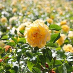 Julia Child Rose 11 Julia Child Rose -Garden-Plants Julia Child Rose 4