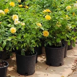 Julia Child Rose 13 Julia Child Rose -Garden-Plants Julia Child Rose 7