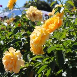 Julia Child Rose Tree -Garden-Plants Julia Child Rose Tree 8