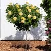 Julia Child Rose Tree -Garden-Plants Julia Child Rose Tree FGT 600x600 25fabf2f c835 40dd 96da f3d79fb0cde7