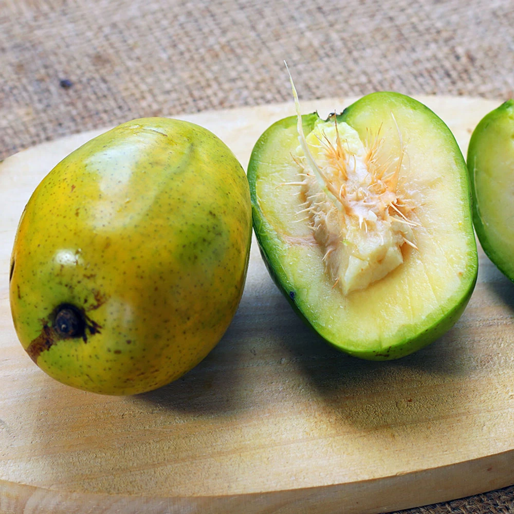 June Plum Tree 5 June Plum Tree - Image 3