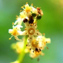 June Plum Tree 9 June Plum Tree -Garden-Plants June Plum 6