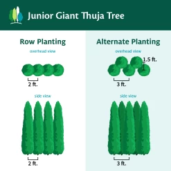 Junior Giant Thuja Tree -Garden-Plants JuniorGiantThujaTree