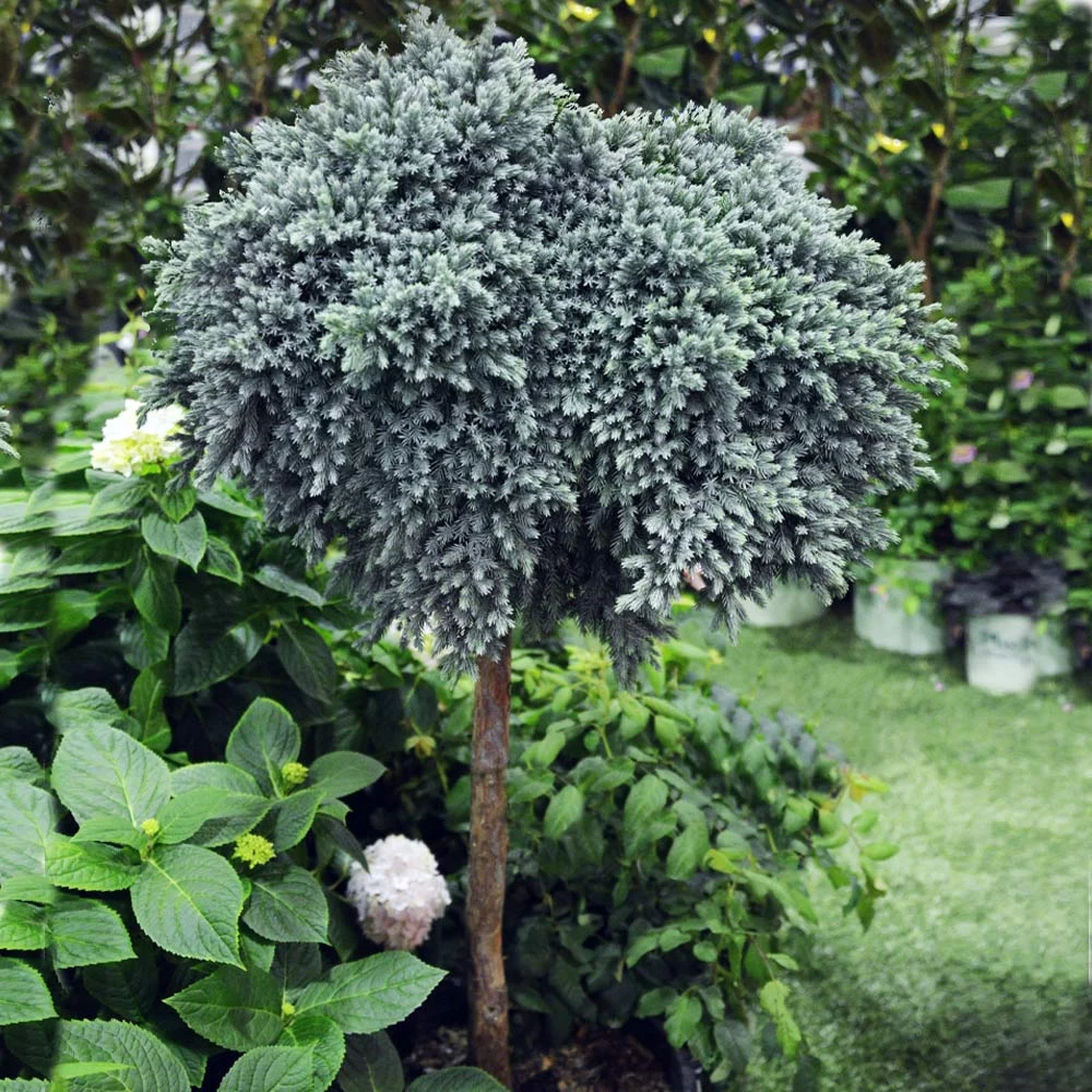 Blue Star Juniper Tree 3 Blue Star Juniper Tree - Image 2