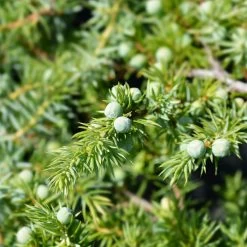 Blue Pacific Juniper 7 Blue Pacific Juniper -Garden-Plants Juniper Blue Pacific 1