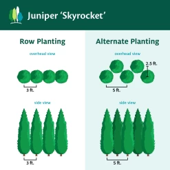Skyrocket Junipers -Garden-Plants Juniper Skyrocket