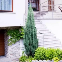 Skyrocket Junipers -Garden-Plants Juniper Skyrocket 6 FGT