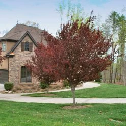 KV' Flowering Plum Tree 10 KV' Flowering Plum Tree -Garden-Plants KV Flowering Plum 4