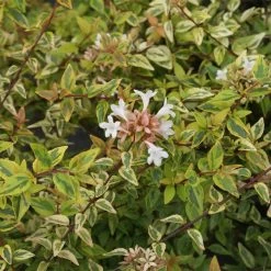 Kaleidoscope Abelia Shrub -Garden-Plants Kaleidoscope Abelia 2 FGT