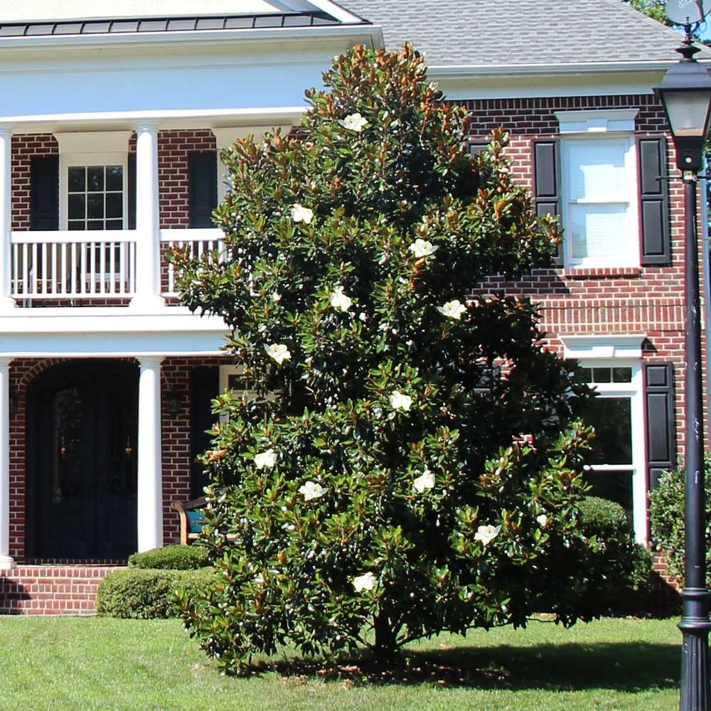 Kay Parris Magnolia 4 Kay Parris Magnolia - Image 2