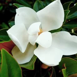 Kay Parris Magnolia 7 Kay Parris Magnolia -Garden-Plants Kay Parris 3