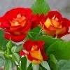 Ketchup And Mustard Rose Shrub -Garden-Plants Ketchup and Mustard Rose FGT 600x600 8c87e0c9 4762 425c 8da5 29b418811463