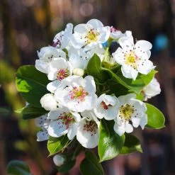 Kieffer Pear Tree -Garden-Plants Kieffer pear 6