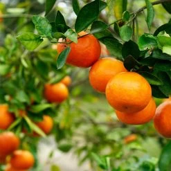 Kishu Mandarin Tree (Seedless) -Garden-Plants Kishu Mandarin Tree 4