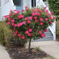 Knock Out® Rose Tree 11 Knock Out® Rose Tree -Garden-Plants Knockout Rose Tree Red 2 FGT