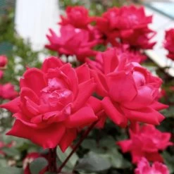 Knock Out® Rose Tree 12 Knock Out® Rose Tree -Garden-Plants Knockout Rose Tree Red 4 FGT